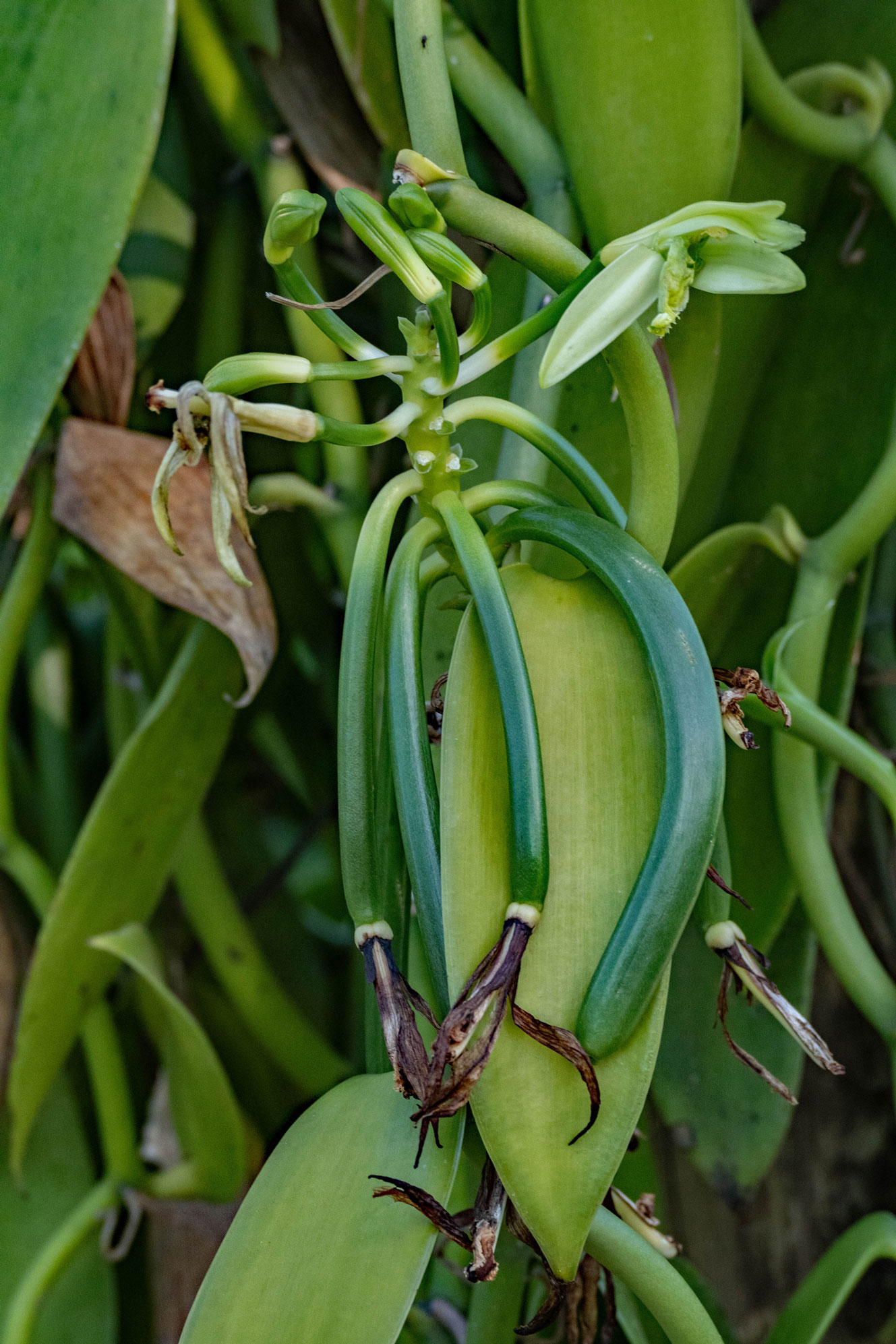 Vanilleraie, Ste Suzane (974)