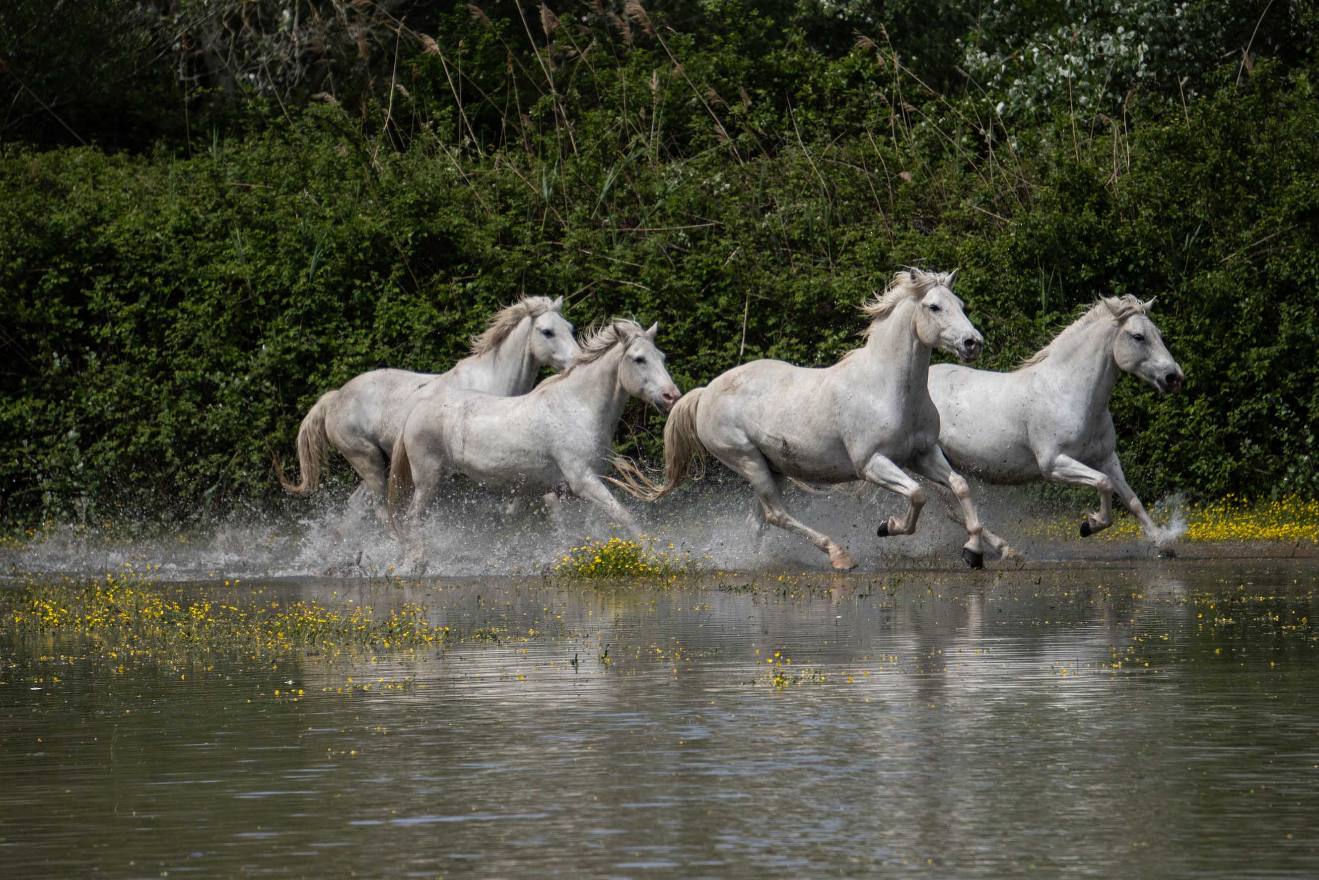 Chevaux