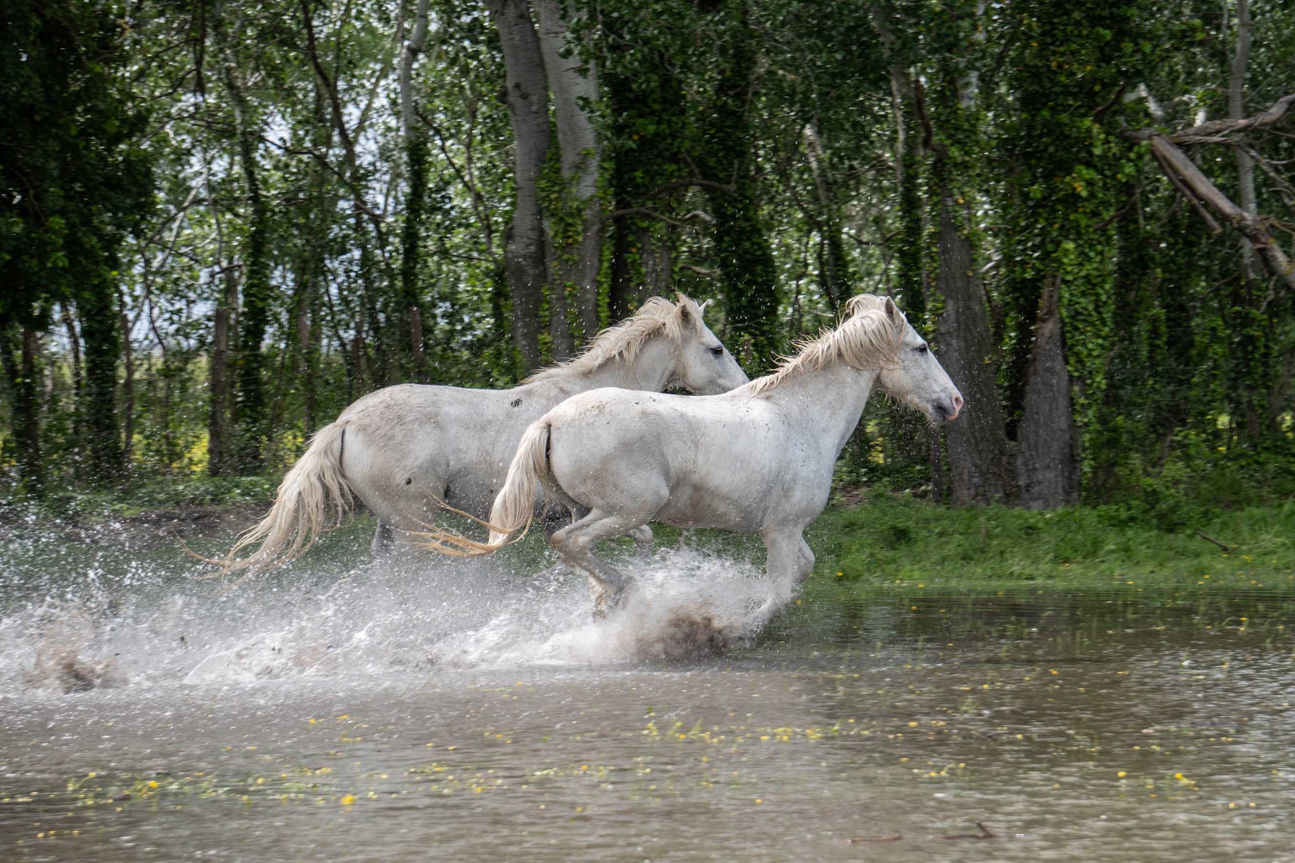 chevaux 1