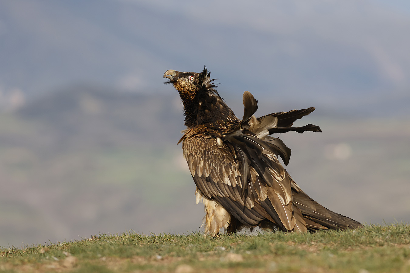 Du vent dans les. plumes ...2