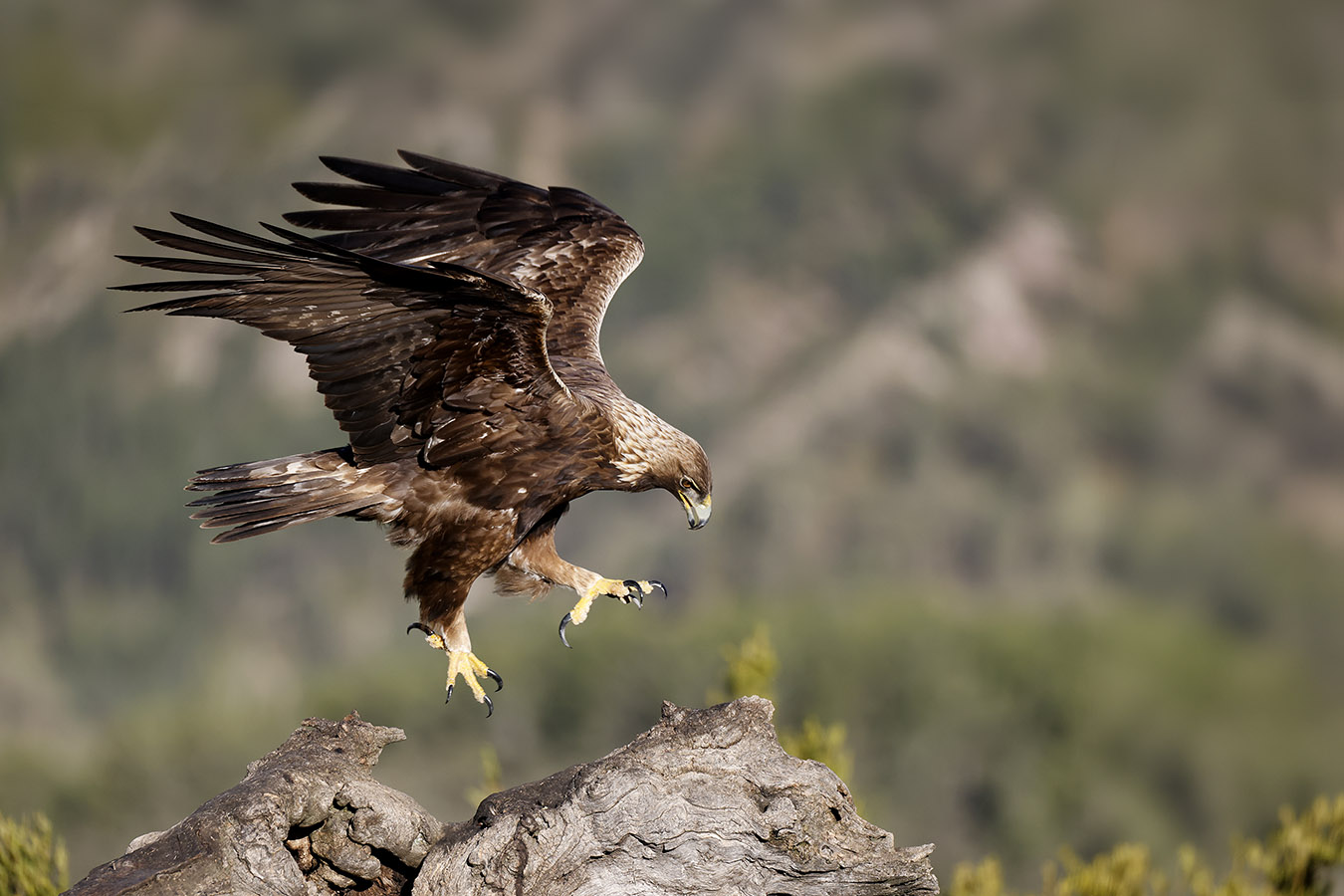 Quand l’aigle royal apprend à marcher sur le vent.