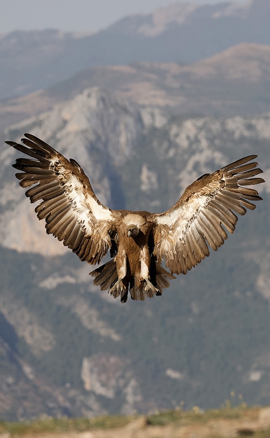 Atterrissage du vautour fauve devant les Pyrénées.