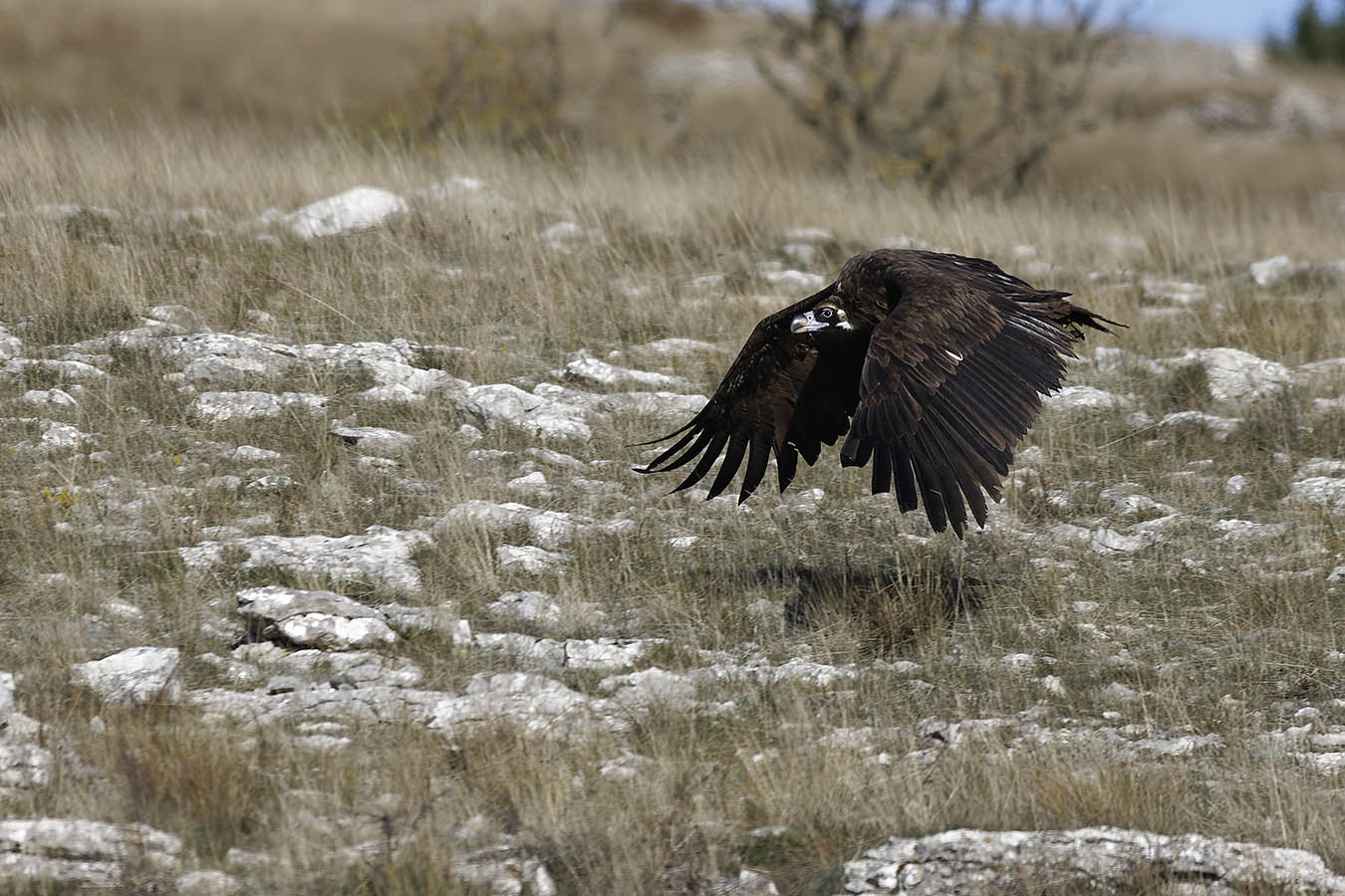 l'envol du vautour moine