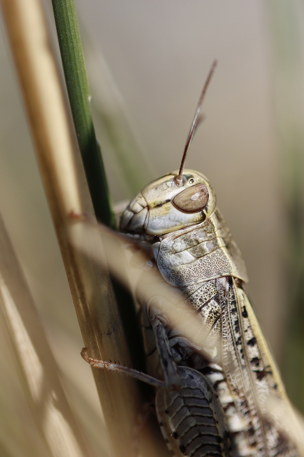 Cricri le criquet
