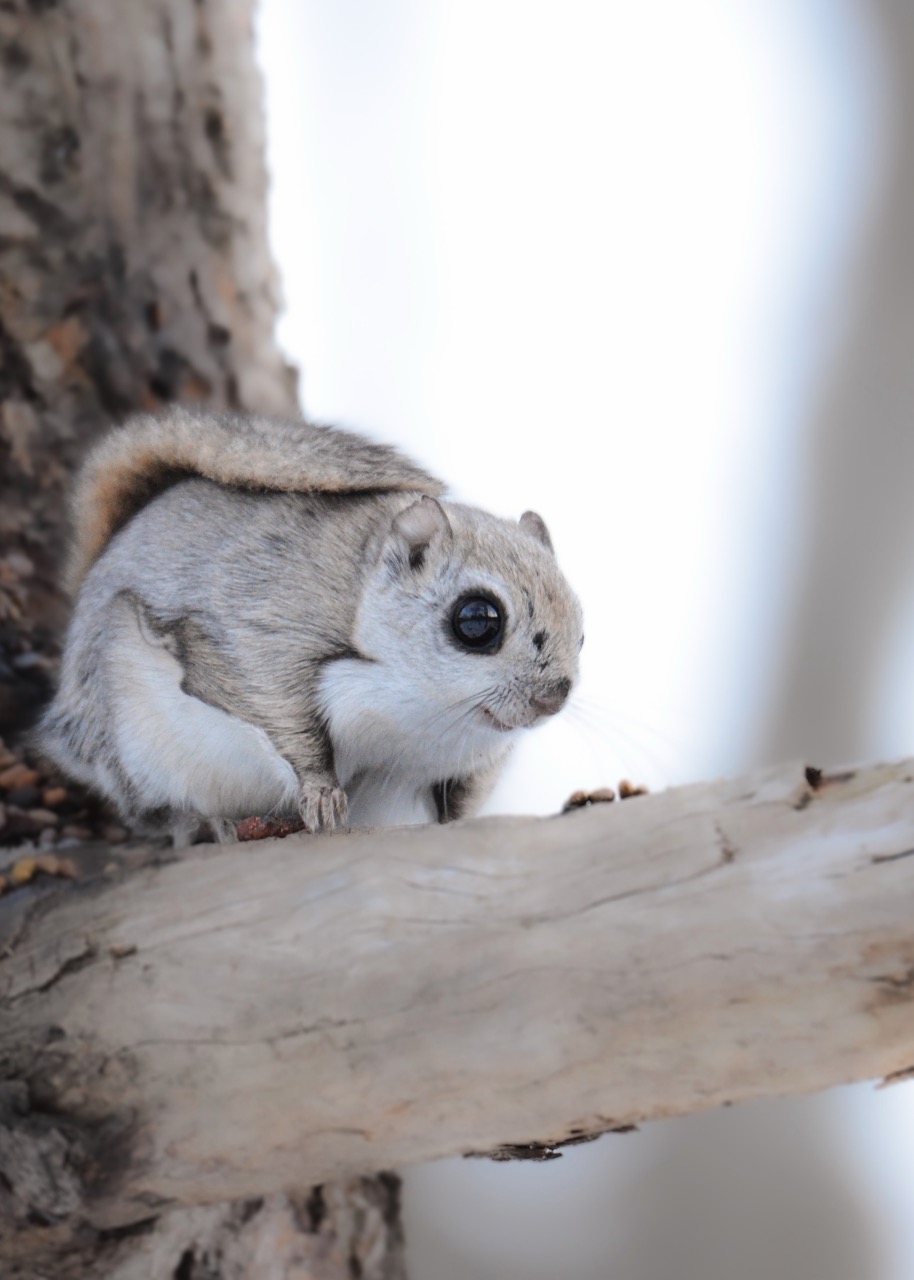 flying squirrel - hokkaido