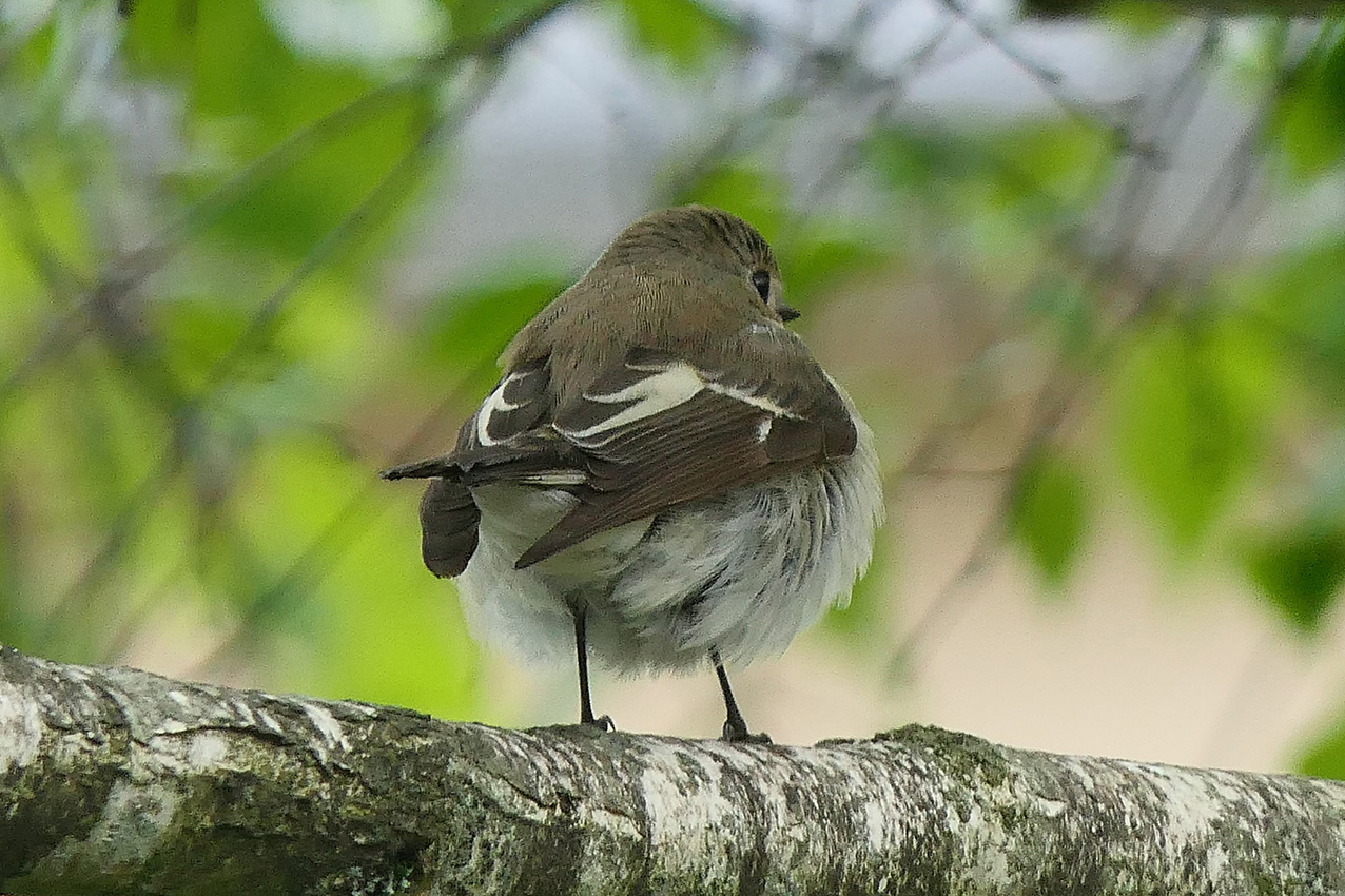 Ficedula hypoleuca