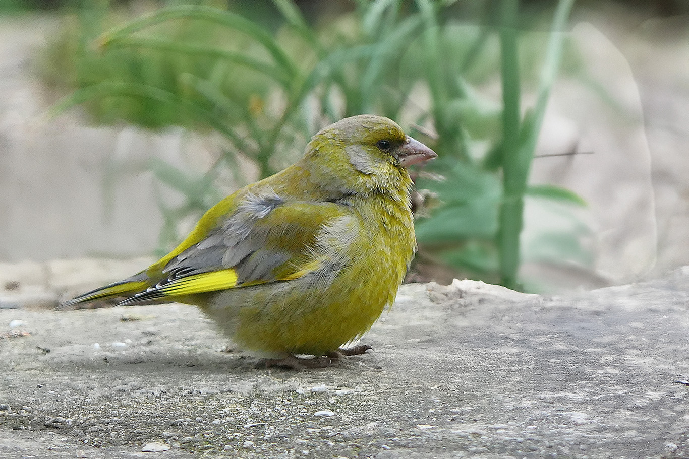 Carduelis -chloris