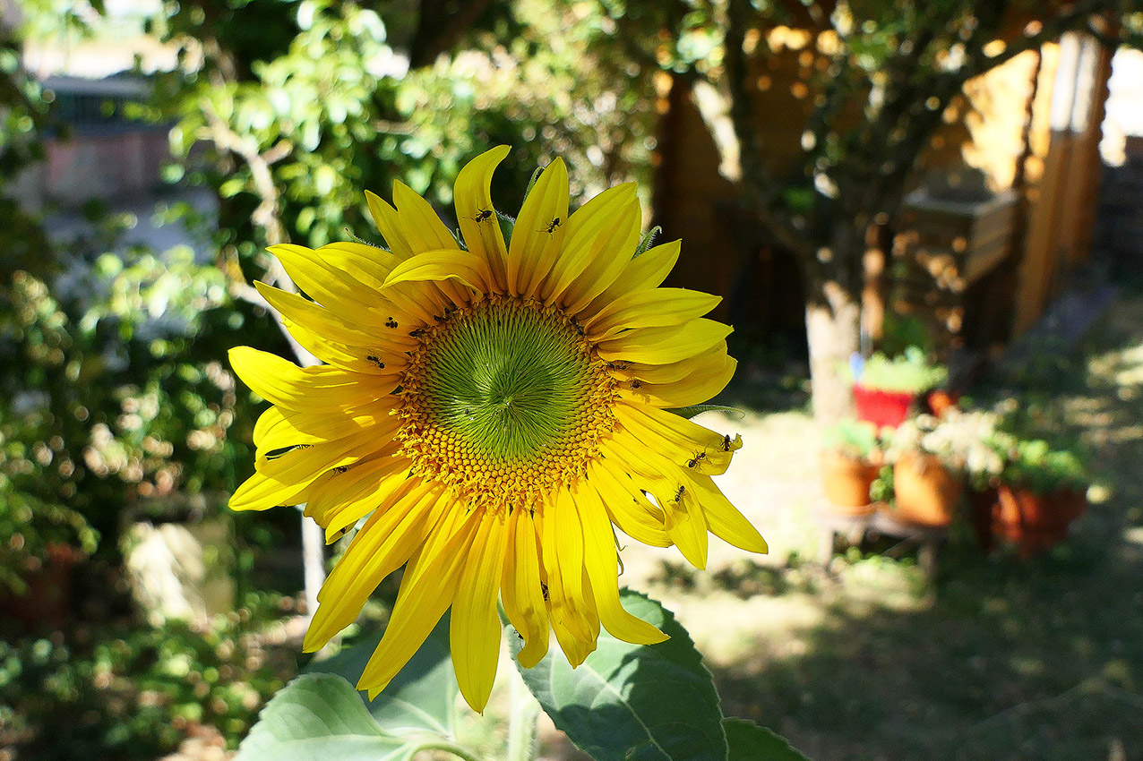 Tournesol