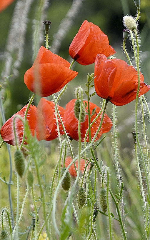 Coquelicots 2