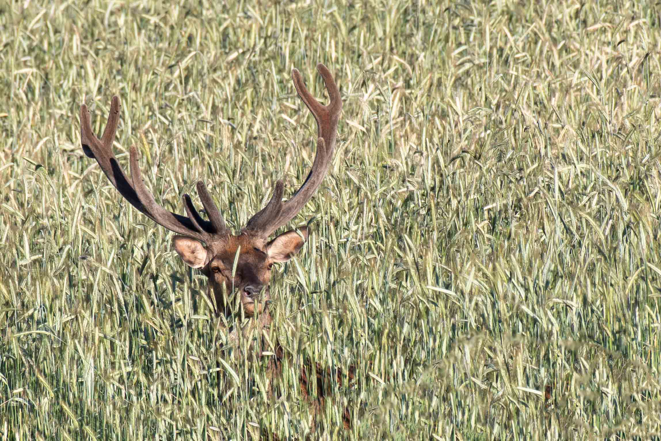 Cerf à table
