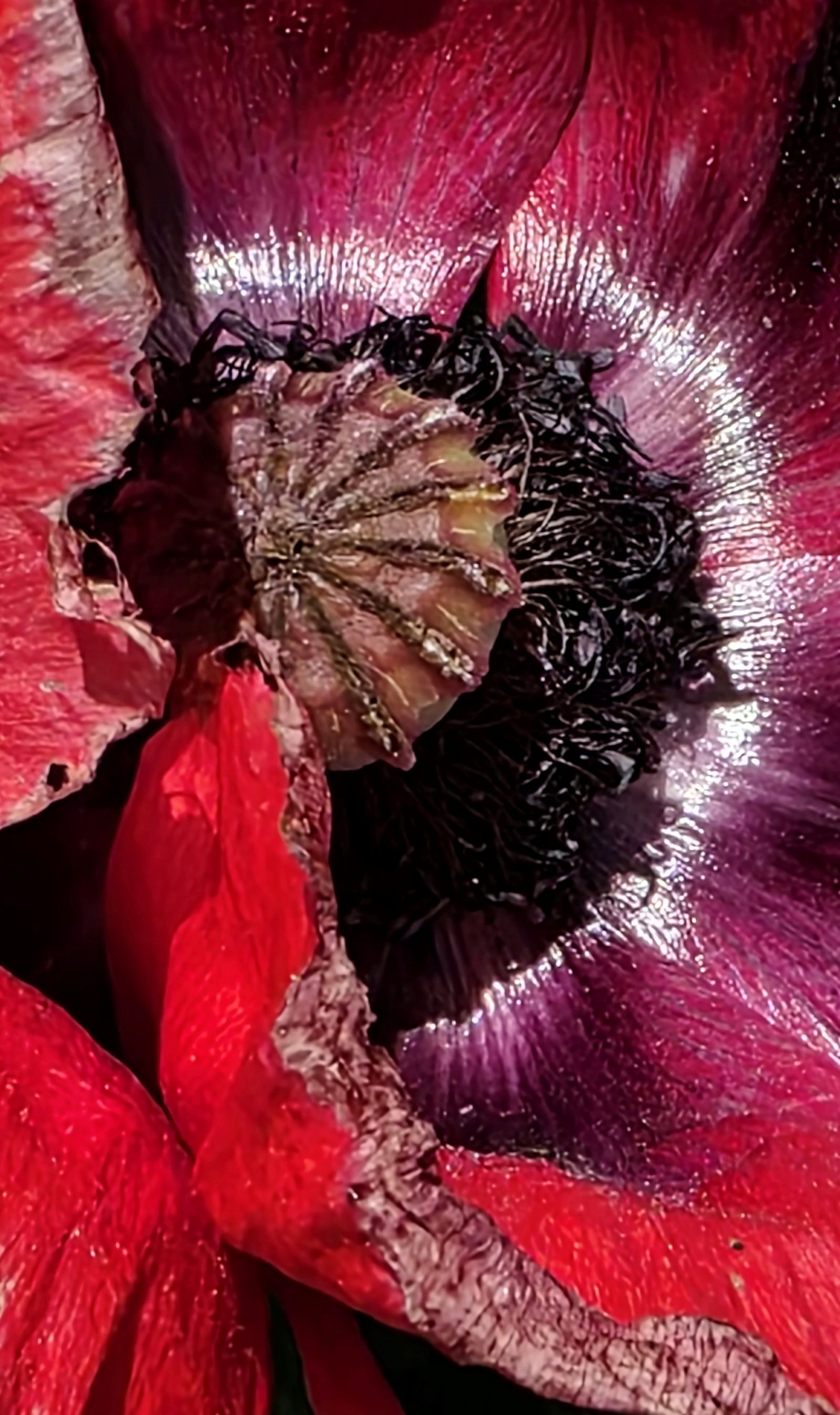 Fleurs de pavot