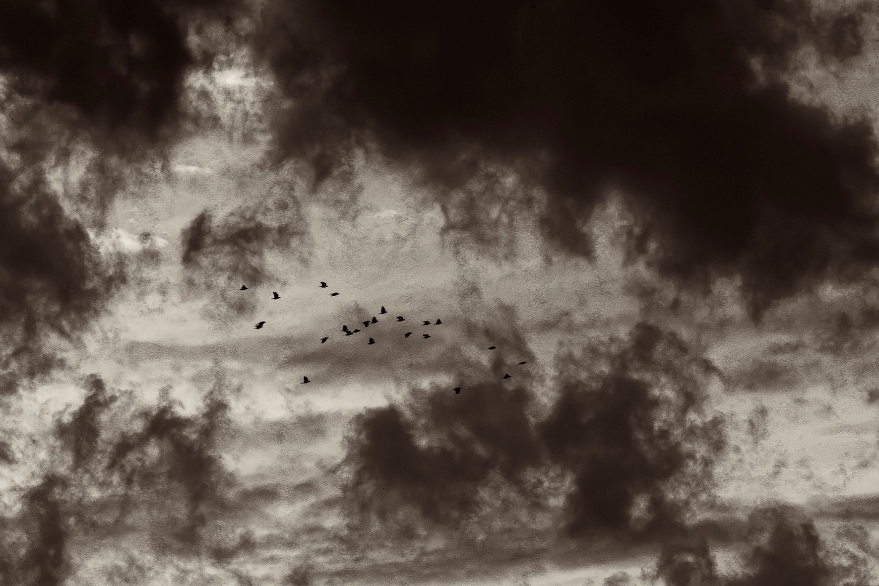 Mais moi si j'étais un oiseau, j'irais danser sous l'orage