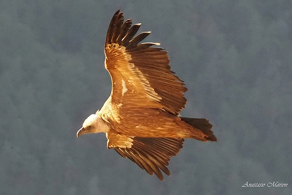 vautour en vol