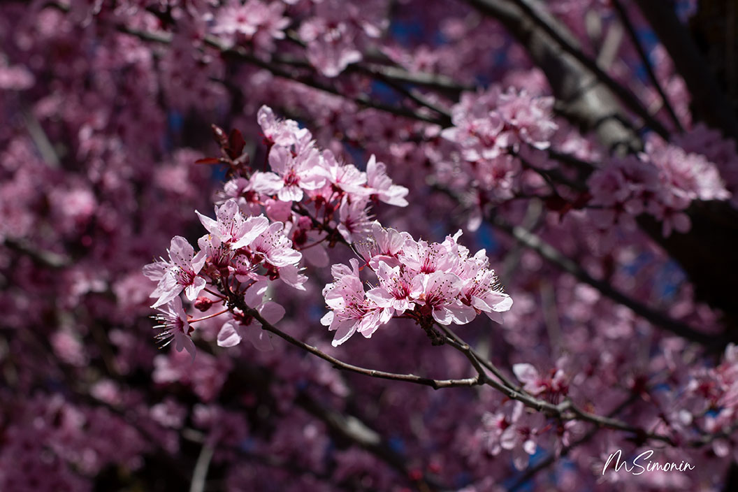 Printemps