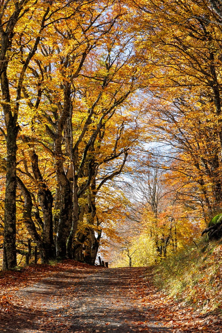un petit sentier lumineux