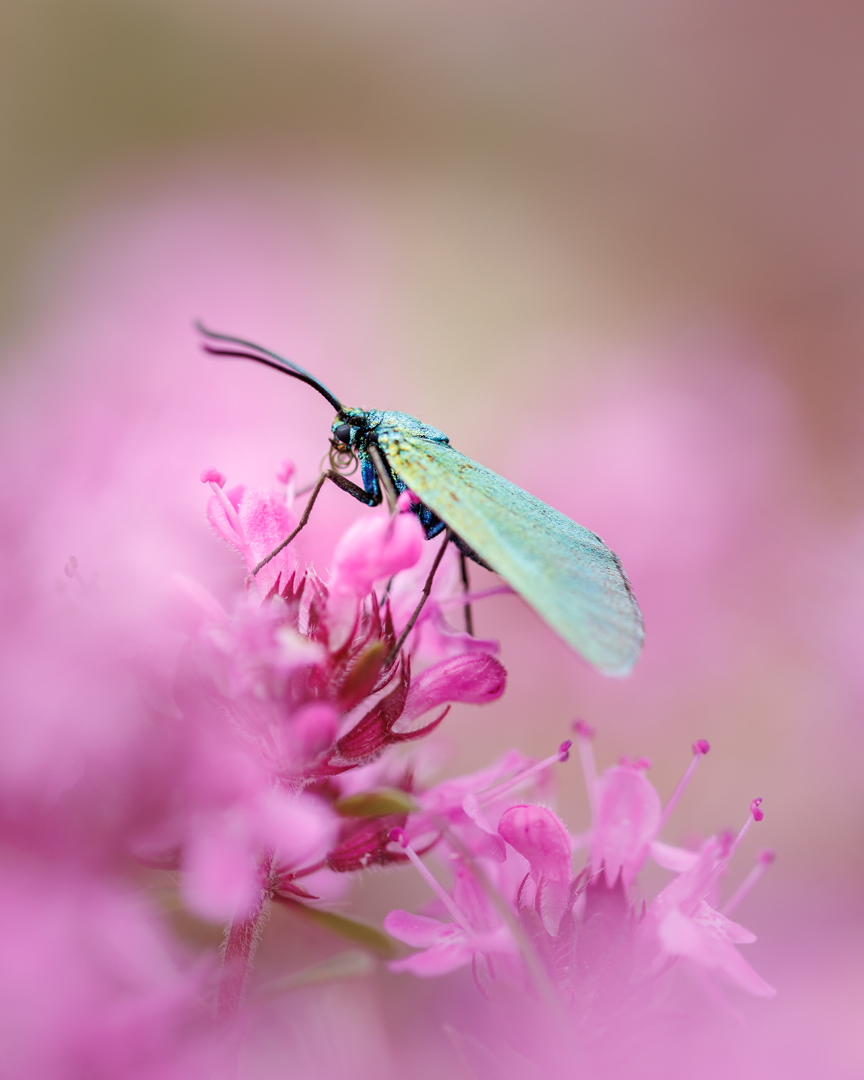 La vie en rose