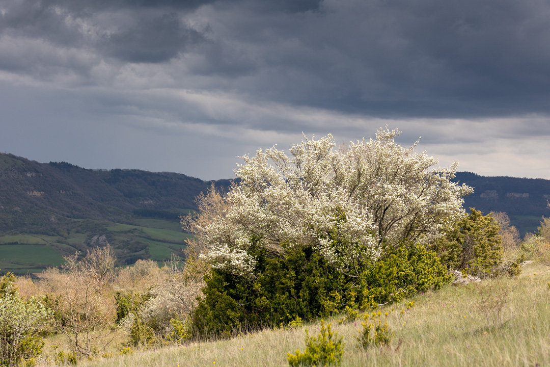 Avant l'orage