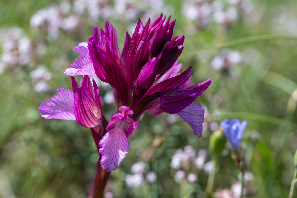 orchis papilionacea