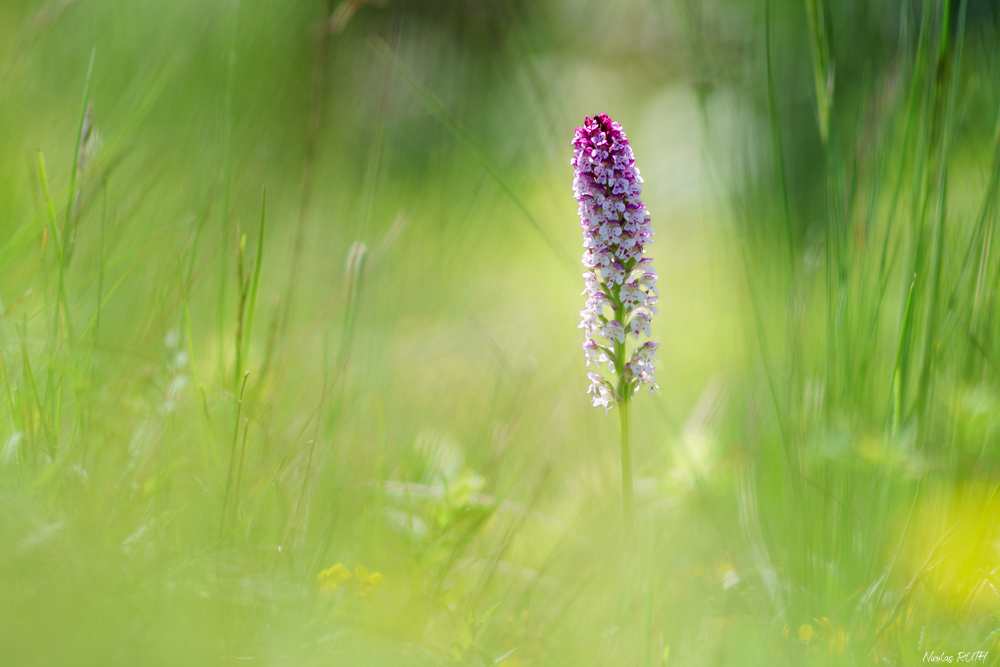 Apparition dans la prairie
