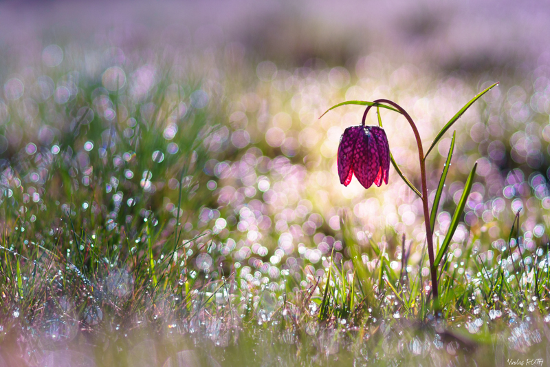 Perles de rosée