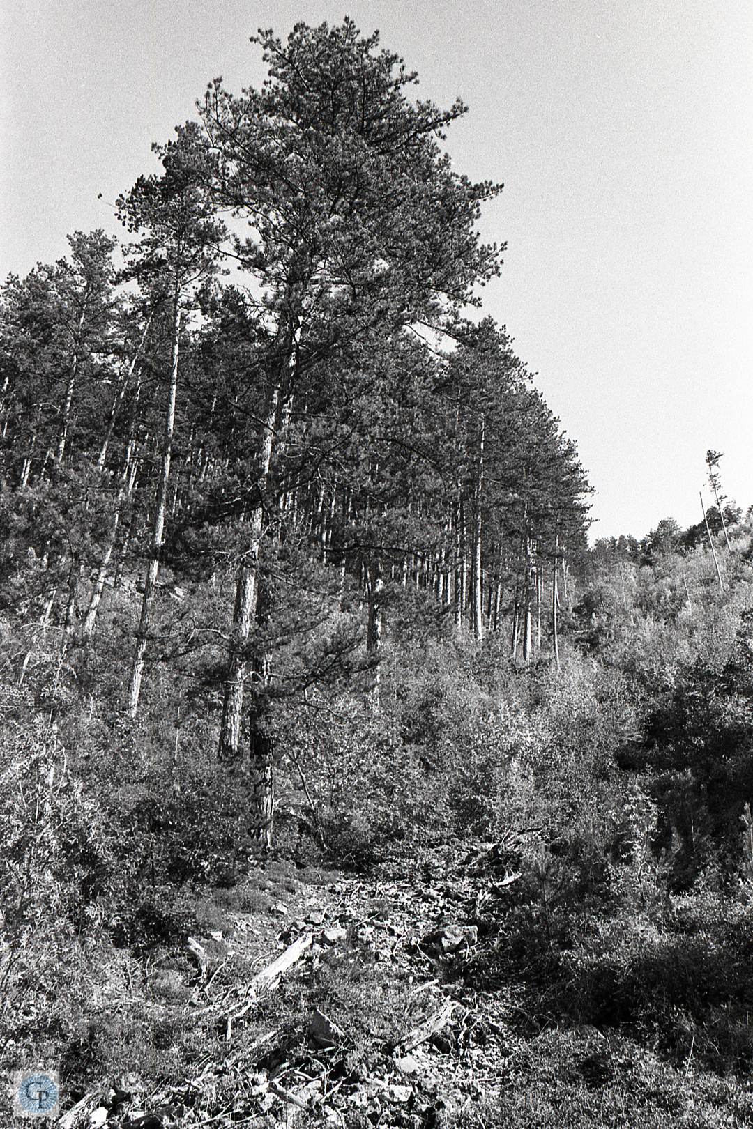 Coulée dans les sapins