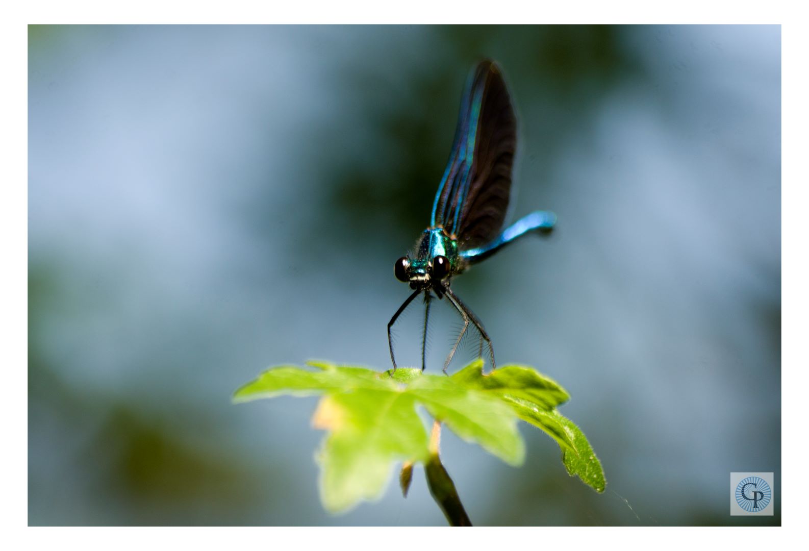 Les yeux de la nature