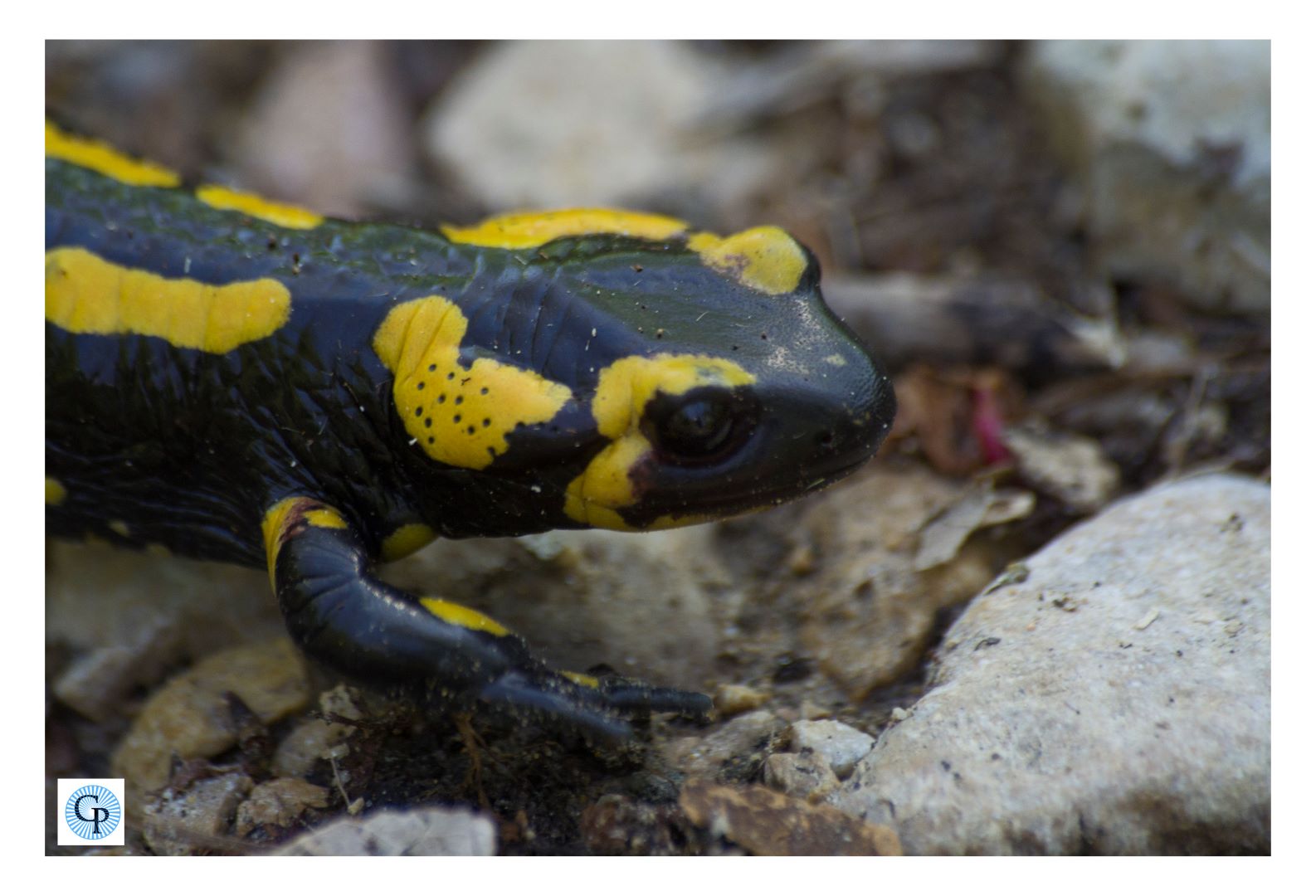 Salamandre tachetée