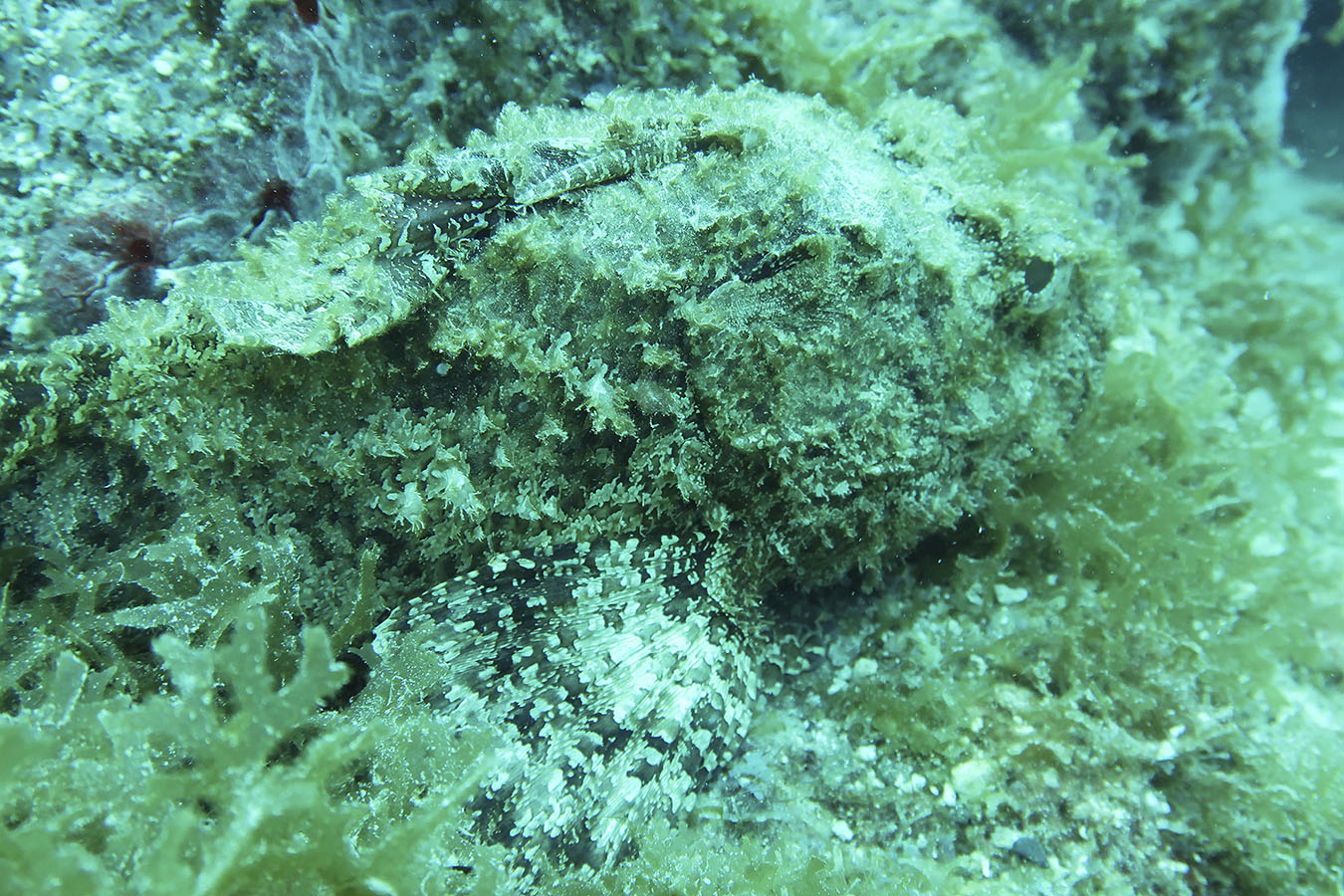 Plongée Guadeloupe