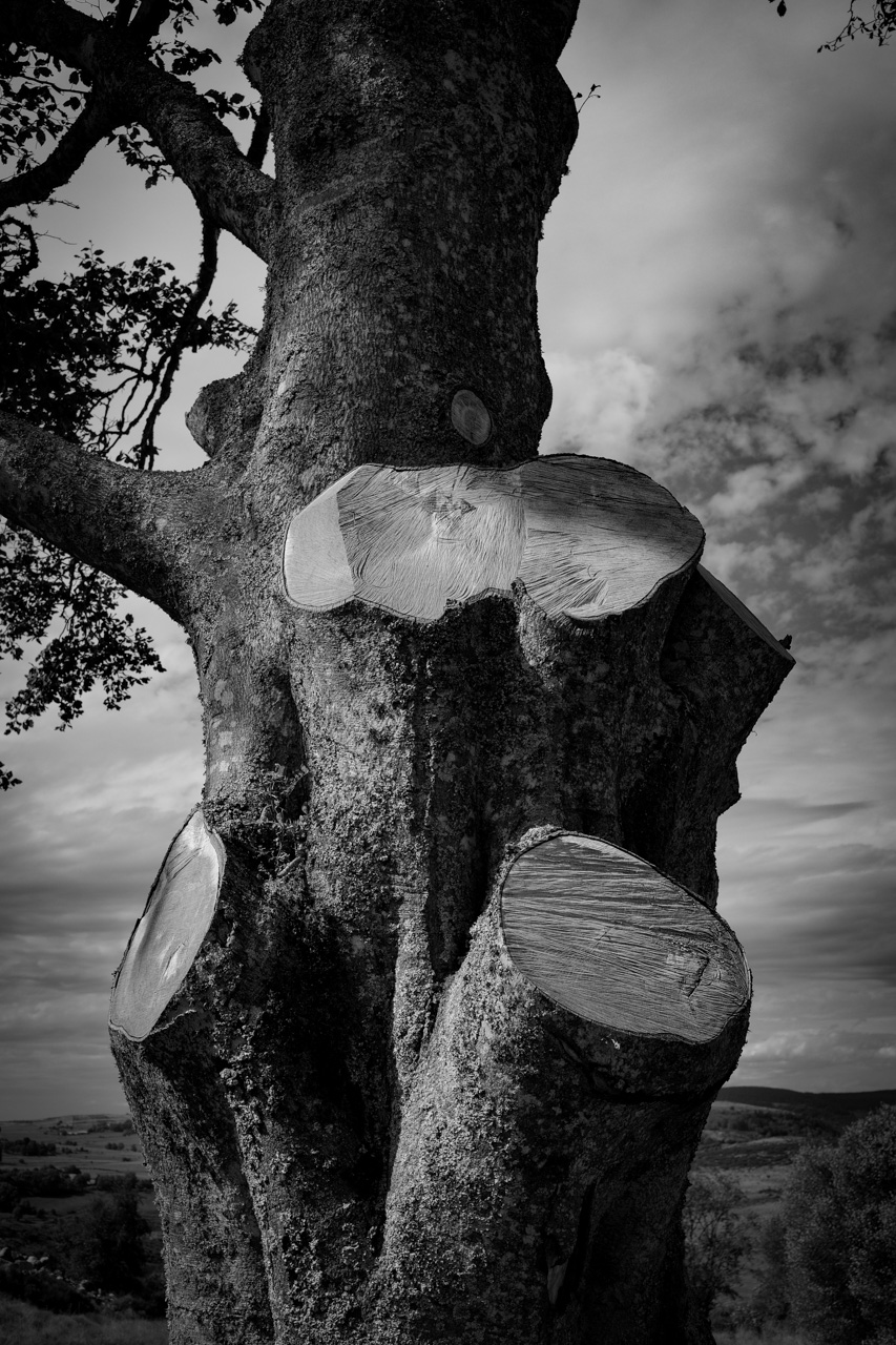Arbre